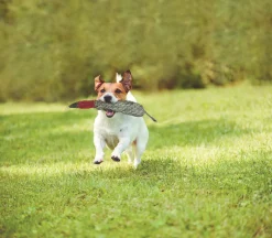 DS Duck Dog Toy